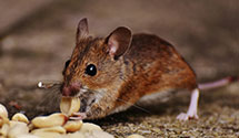 24 Hour & Emergency Exterminators in Grand Valley, PA